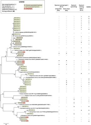 Quorum Sensing and Quorum Quenching in the Mediterranean Seagrass Posidonia oceanica Microbiota